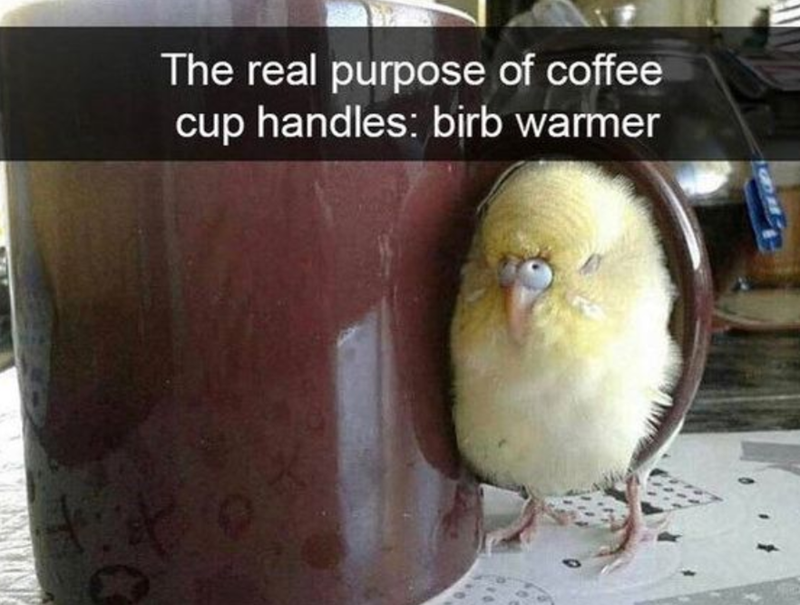 The real purpose of coffee cup handles: birb warmer