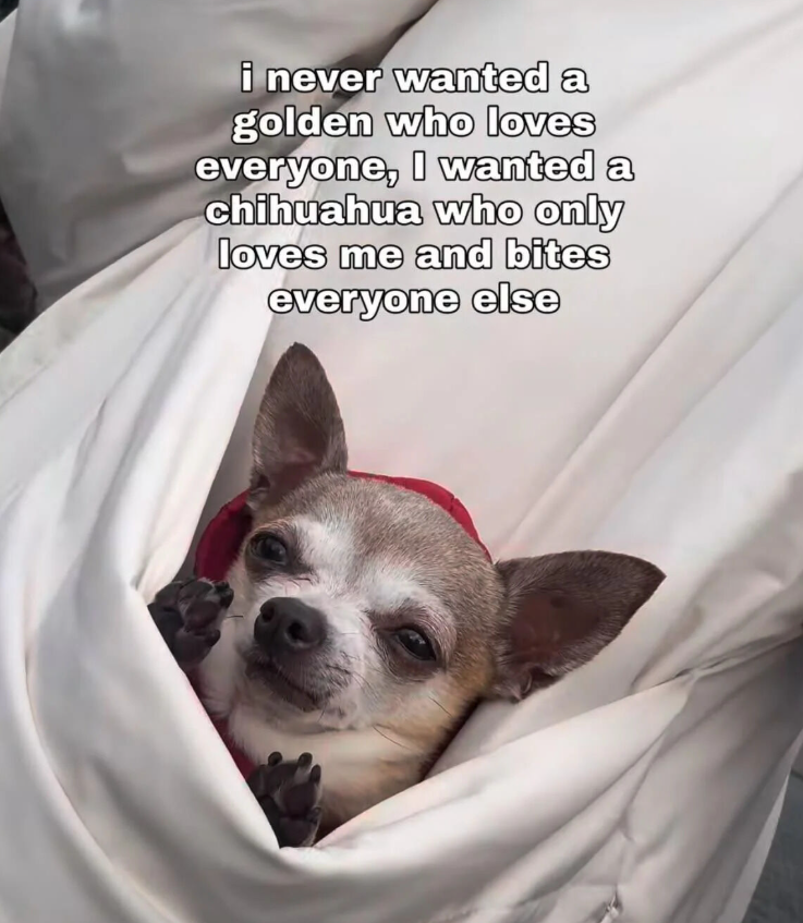 i never wanted a golden who loves everyone, I wanted a chihuahua who only loves me and bites everyone else
