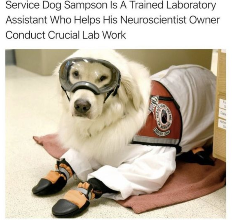 Service Dog Sampson Is A Trained Laboratory Assistant Who Helps His Neuroscientist Owner Conduct Crucial Lab Work SERVICE Dabe Abo