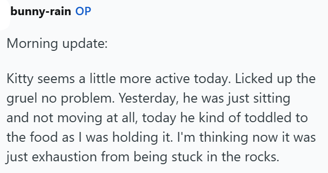 bunny-rain OP Morning update: Kitty seems a little more active today. Licked up the gruel no problem. Yesterday, he was just sitting and not moving at all, today he kind of toddled to the food as I was holding it. I'm thinking now it was just exhaustion from being stuck in the rocks.