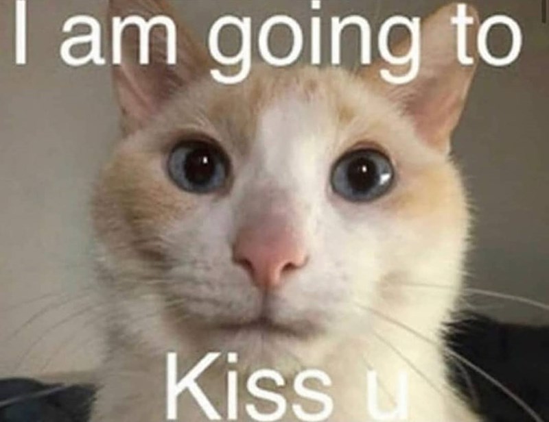 I am going to Kiss