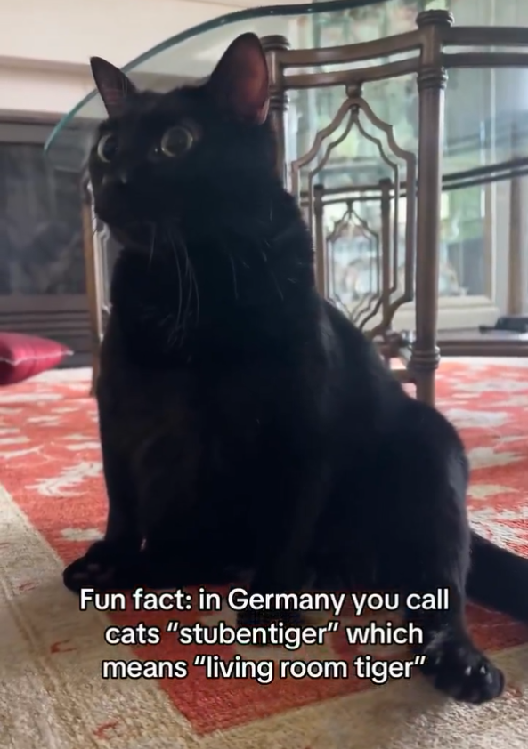 Fun fact: in Germany you call cats "stubentiger" which means "living room tiger"