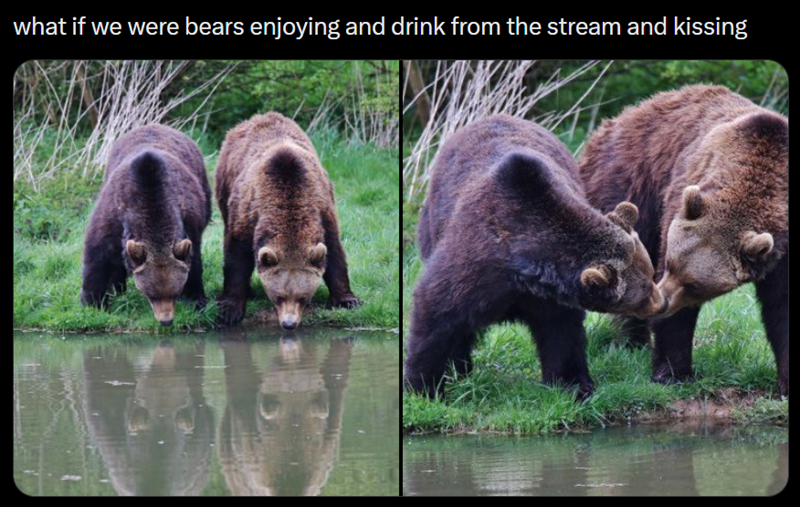 what if we were bears enjoying and drink from the stream and kissing