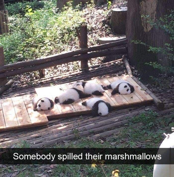 Somebody spilled their marshmallows