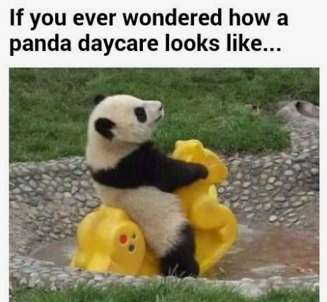 If you ever wondered how a panda daycare looks like...