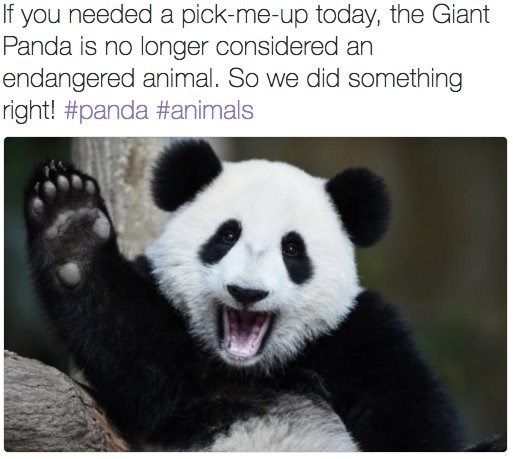 If you needed a pick-me-up today, the Giant Panda is no longer considered an endangered animal. So we did something right! #panda #animals