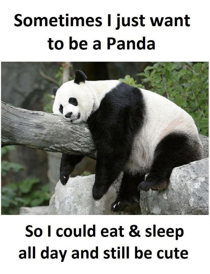 Sometimes I just want to be a Panda So I could eat & sleep all day and still be cute