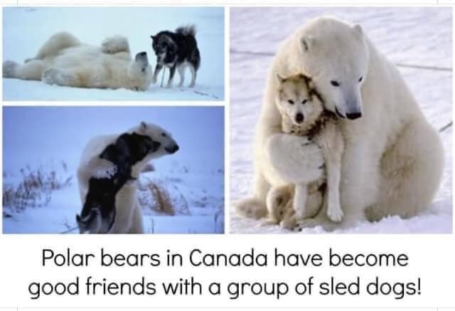 Polar bears in Canada have become good friends with a group of sled dogs!