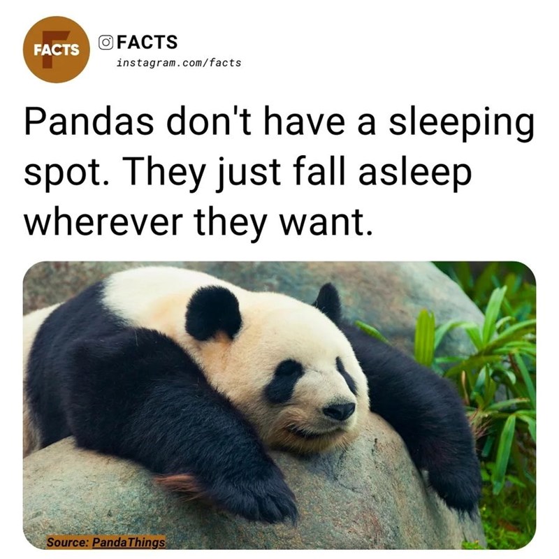 FACTS O FACTS instagram.com/facts Pandas don't have a sleeping spot. They just fall asleep wherever they want. Source: Panda Things
