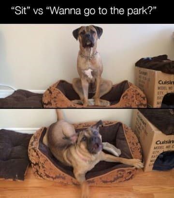 "Sit" vs "Wanna go to the park?" Cuisin MODEL NO Cuisin MODEL AC BAY