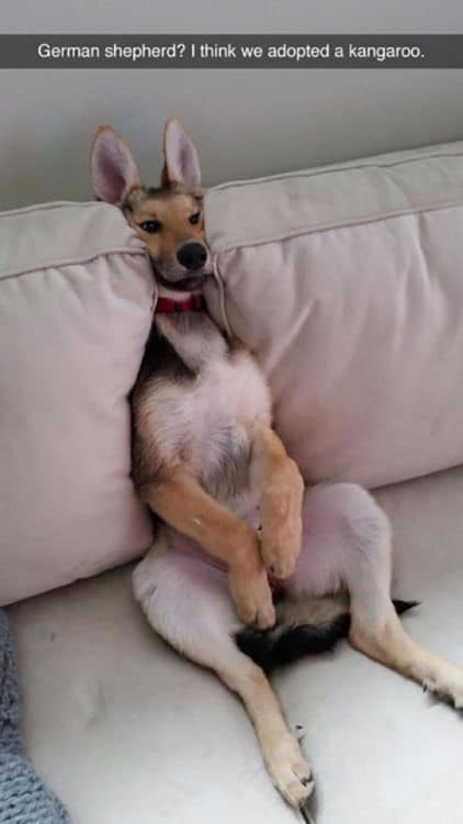 German shepherd? I think we adopted a kangaroo.