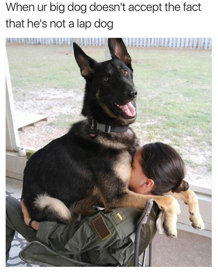 When ur big dog doesn't accept the fact that he's not a lap dog