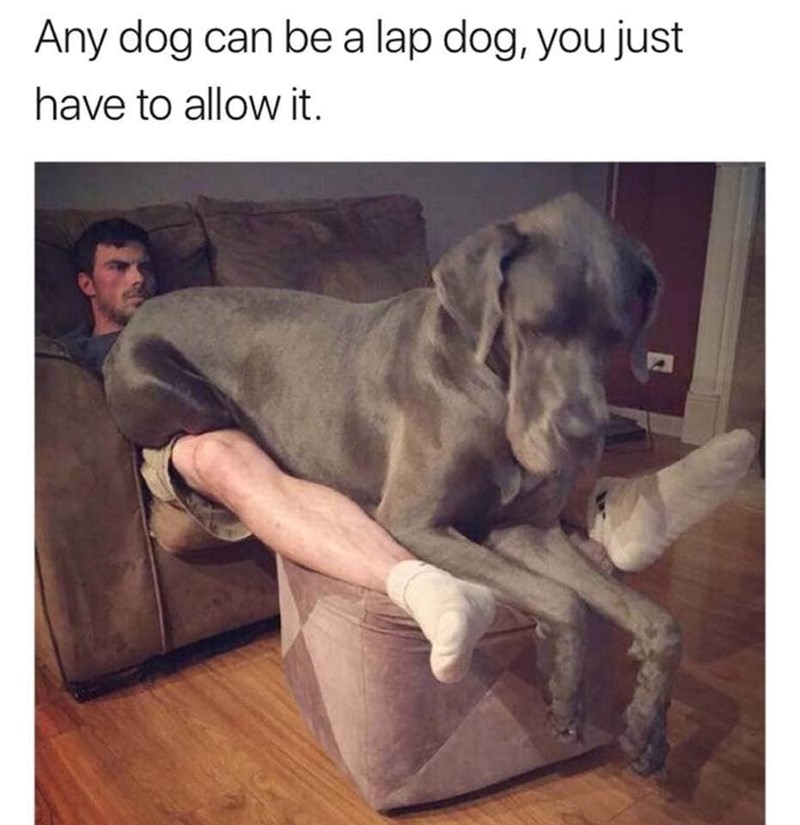 Any dog can be a lap dog, you just have to allow it.