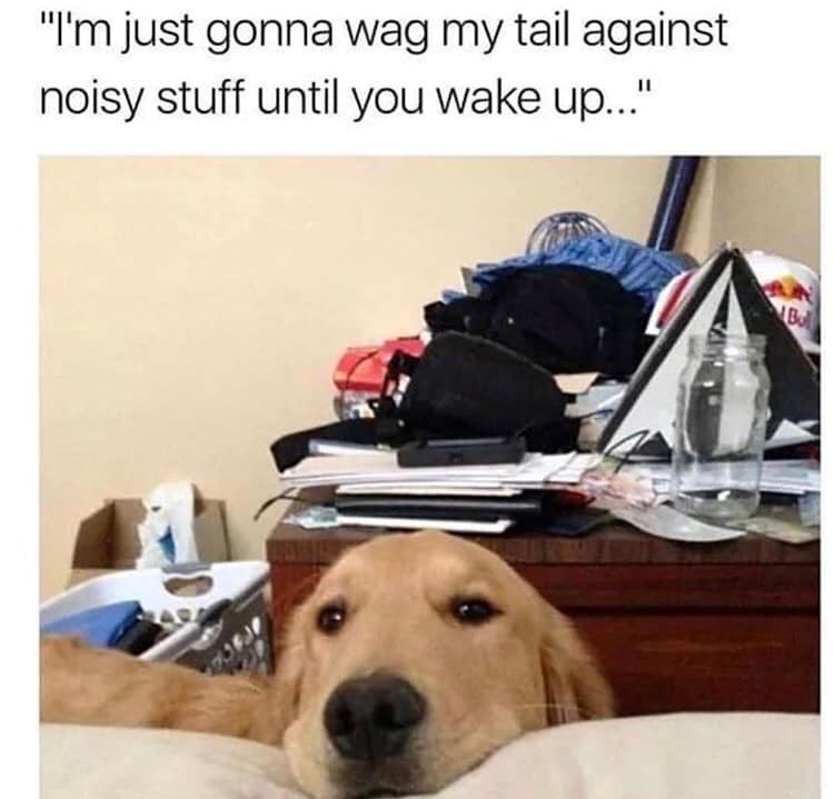 "I'm just gonna wag my tail against noisy stuff until you wake up..." Bo