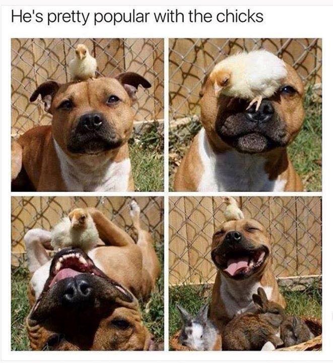 He's pretty popular with the chicks