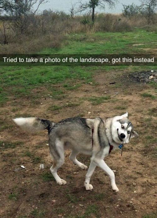 Tried to take a photo of the landscape, got this instead