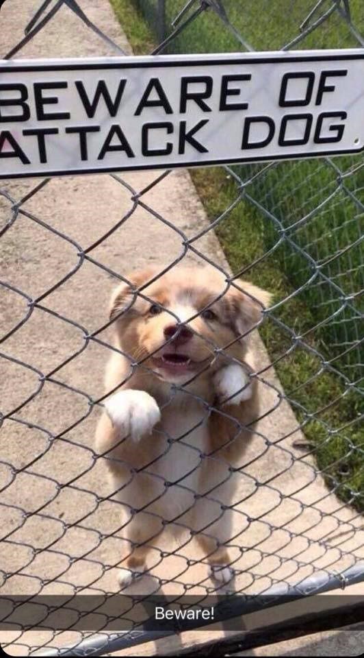 BEWARE OF ATTACK DOG Beware!