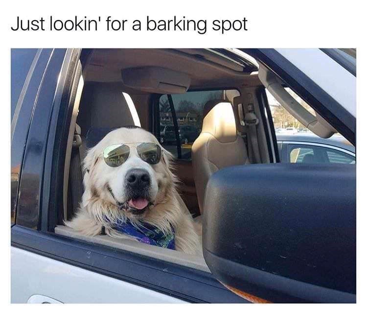 Just lookin' for a barking spot