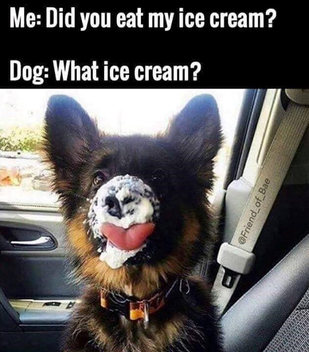 Me: Did you eat my ice cream? Dog: What ice cream? @Friend_of_Bae