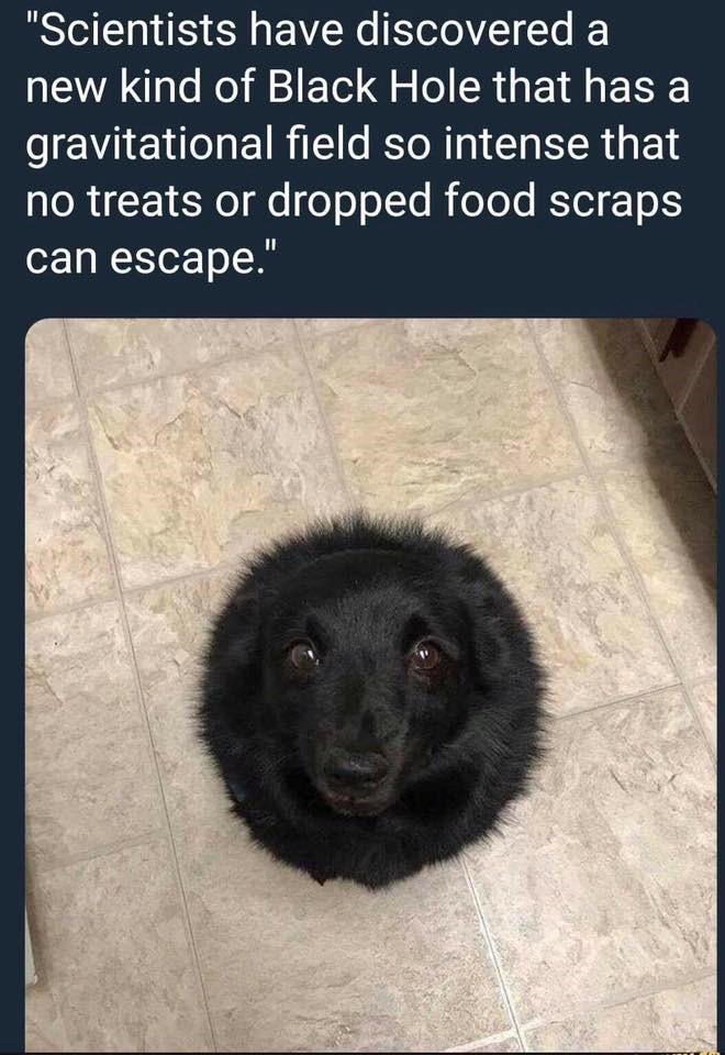 "Scientists have discovered a new kind of Black Hole that has a gravitational field so intense that no treats or dropped food scraps can escape."