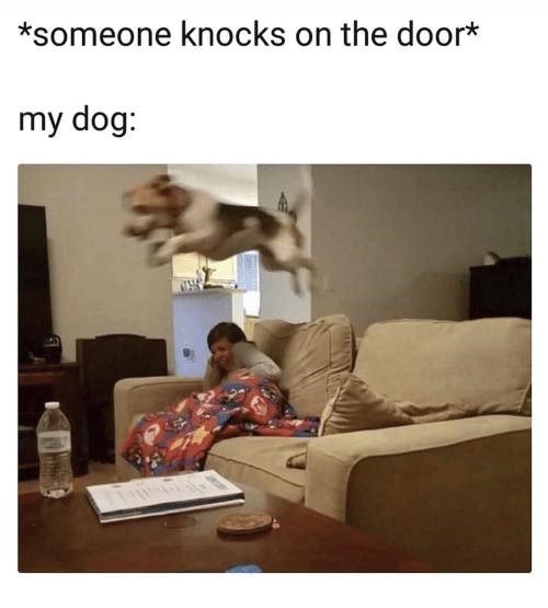 *someone knocks on the door* my dog: