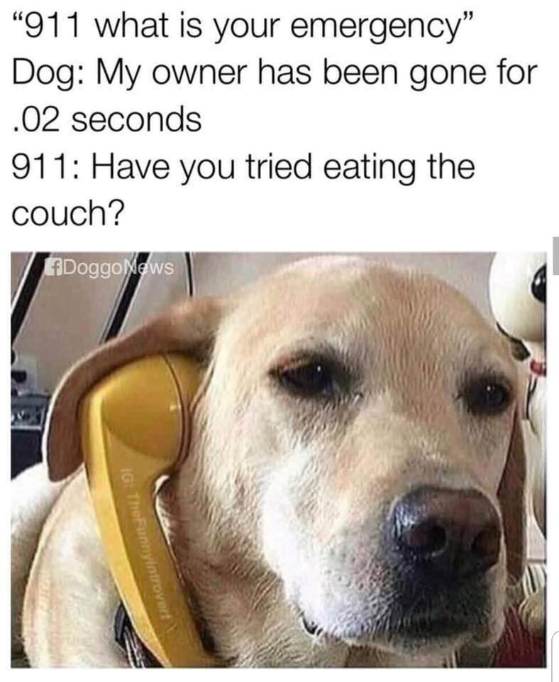 "911 what is your emergency" Dog: My owner has been gone for .02 seconds 911: Have you tried eating the couch? DoggoNews IG: The Funnyintrovert