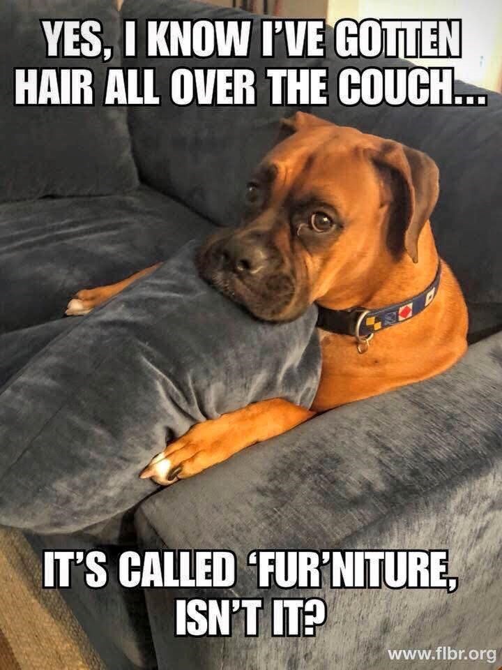YES, I KNOW I'VE GOTTEN HAIR ALL OVER THE COUCH.... IT'S CALLED 'FURNITURE, ISN'T IT? www.flbr.org