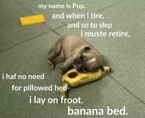 my name is Pup. and when i tire, and so tu slep i muste retire, i haf no need for pillowed hed- i lay on froot. banana bed.