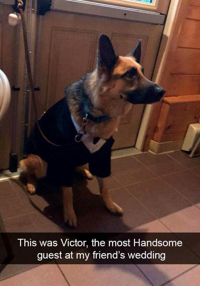 This was Victor, the most Handsome guest at my friend's wedding