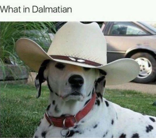 What in Dalmatian