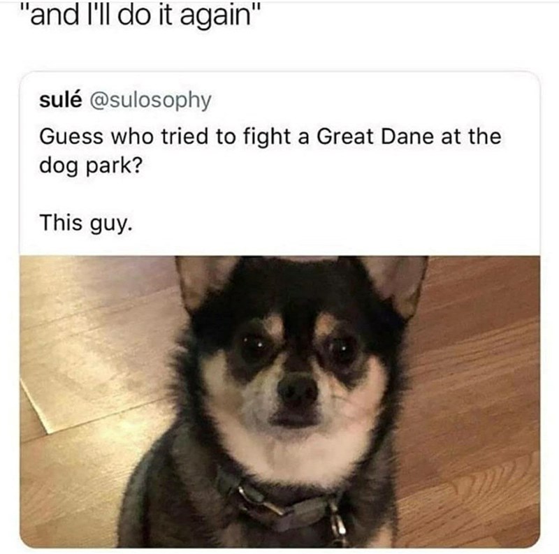 "and I'll do it again" sulé @sulosophy Guess who tried to fight a Great Dane at the dog park? This guy.