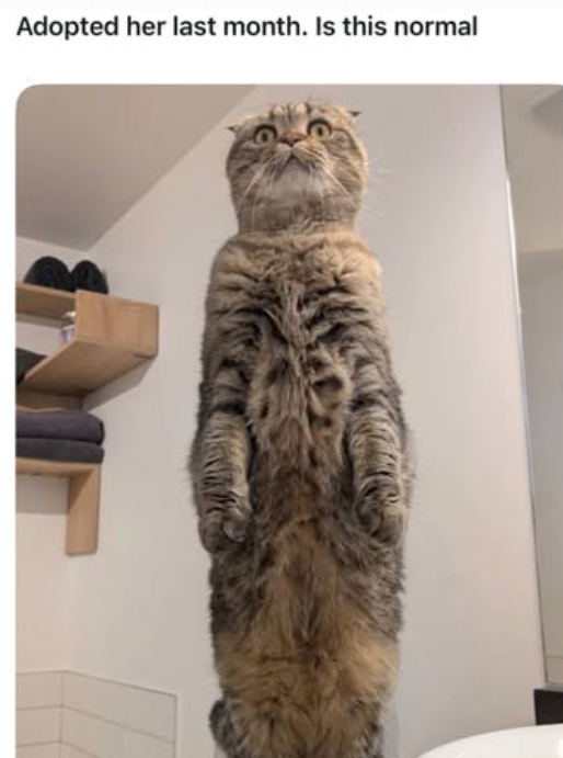 Adopted her last month. Is this normal
