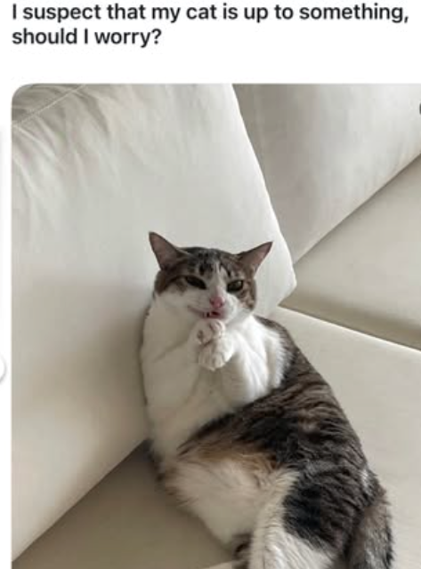 I suspect that my cat is up to something, should I worry?