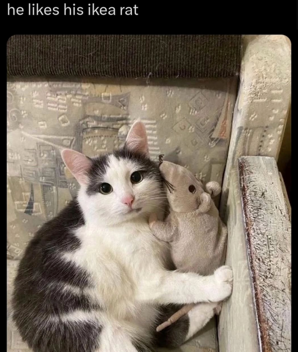 he likes his ikea rat