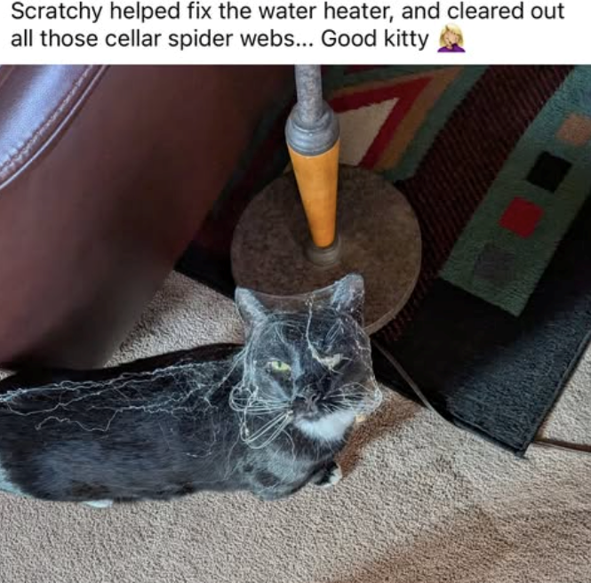 Scratchy helped fix the water heater, and cleared out all those cellar spider webs... Good kitty