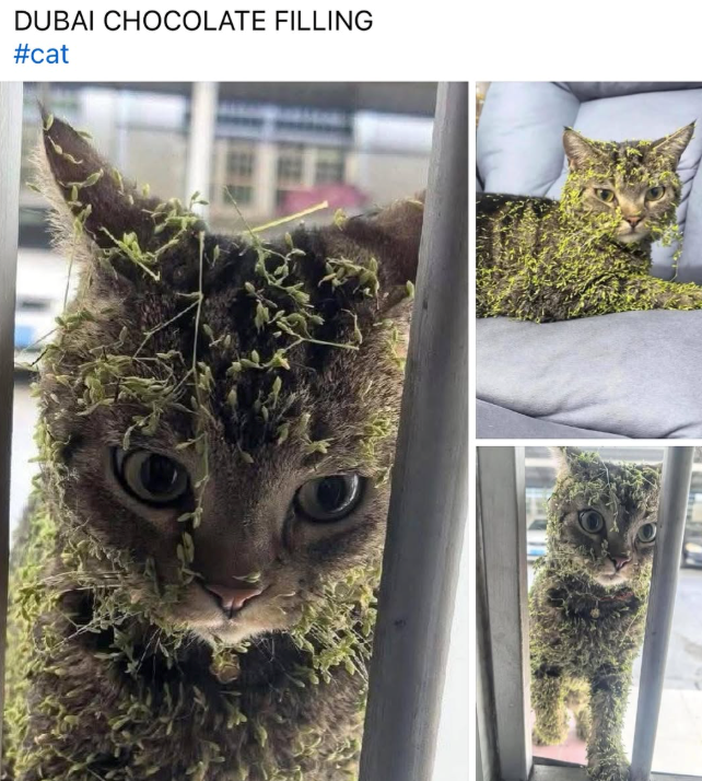 DUBAI CHOCOLATE FILLING #cat