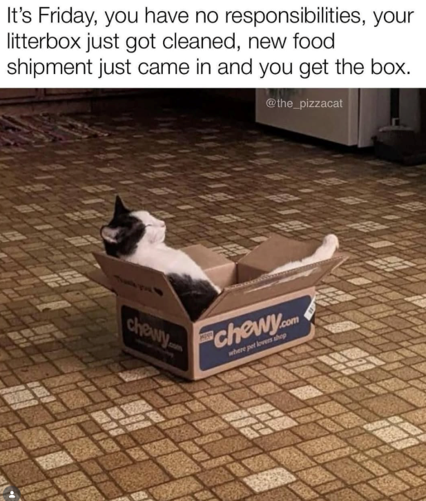 It's Friday, you have no responsibilities, your litterbox just got cleaned, new food shipment just came in and you get the box. @the_pizzacat chewy. chewy.com where pet lovers shop 1000