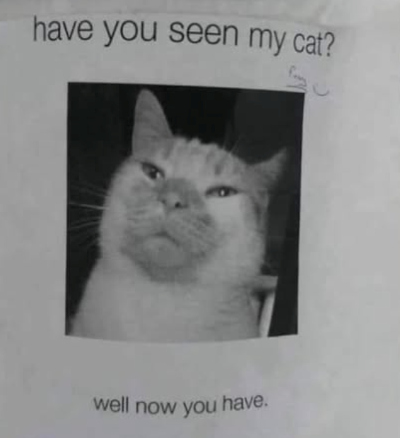 have you seen my cat? well now you have.