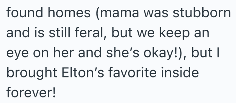 found homes (mama was stubborn and is still feral, but we keep an eye on her and she's okay!), but I brought Elton's favorite inside forever!