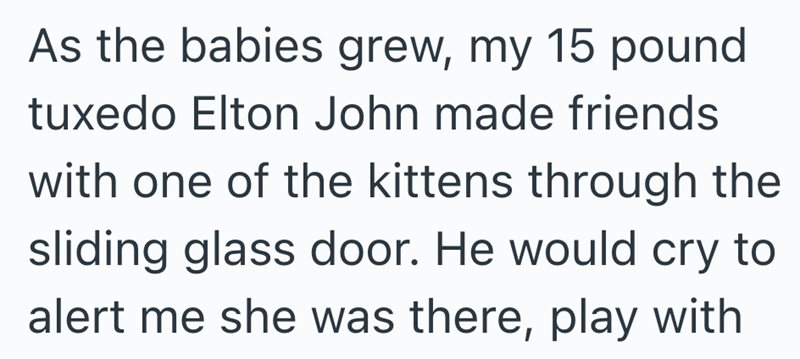 As the babies grew, my 15 pound tuxedo Elton John made friends with one of the kittens through the sliding glass door. He would cry to alert me she was there, play with