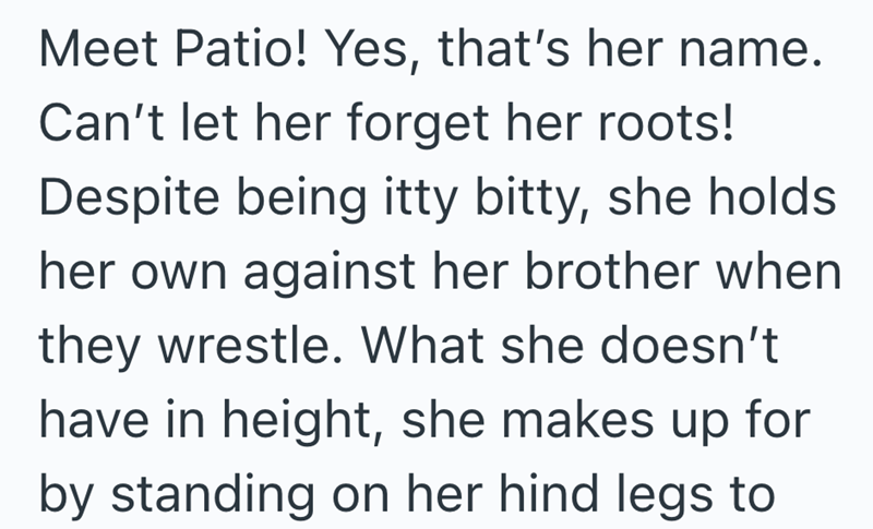 Meet Patio! Yes, that's her name. Can't let her forget her roots! Despite being itty bitty, she holds her own against her brother when they wrestle. What she doesn't have in height, she makes up for by standing on her hind legs to