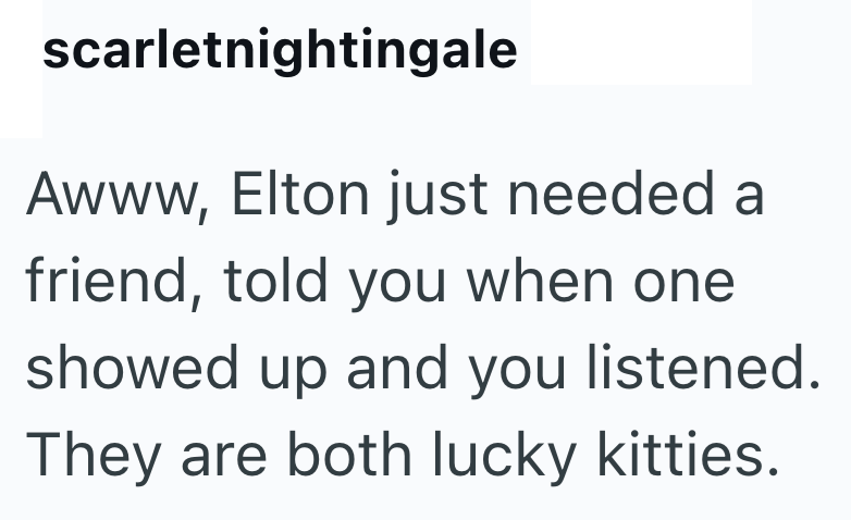 scarletnightingale Awww, Elton just needed a friend, told you when one showed up and you listened. They are both lucky kitties.