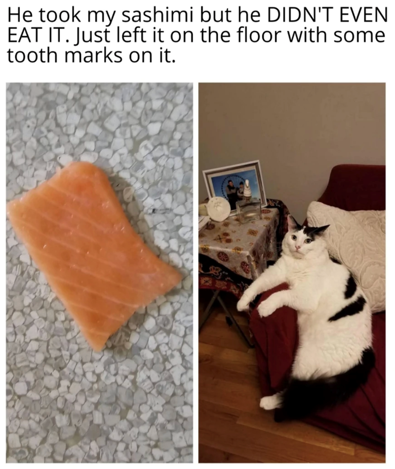 He took my sashimi but he DIDN'T EVEN EAT IT. Just left it on the floor with some tooth marks on it.