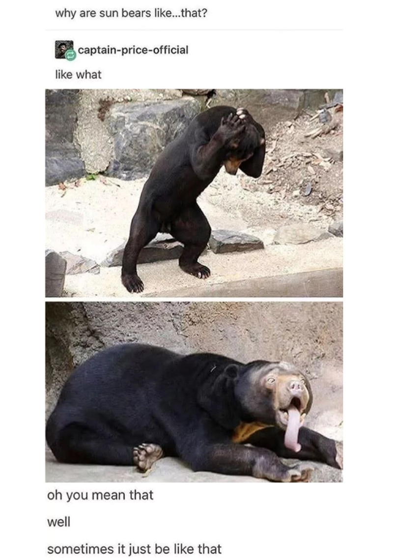 why are sun bears like...that? captain-price-official like what oh you mean that well sometimes it just be like that