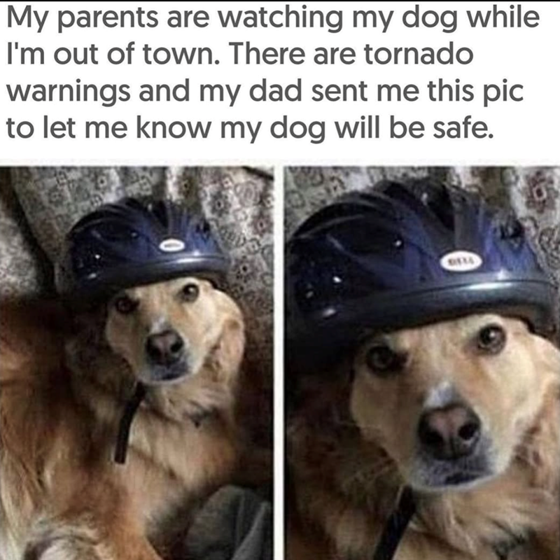 My parents are watching my dog while I'm out of town. There are tornado warnings and my dad sent me this pic to let me know my dog will be safe. BELL