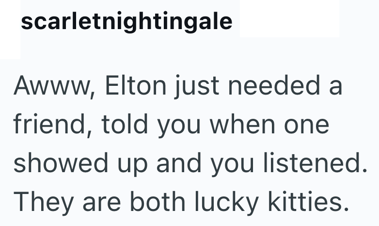scarletnightingale Awww, Elton just needed a friend, told you when one showed up and you listened. They are both lucky kitties.