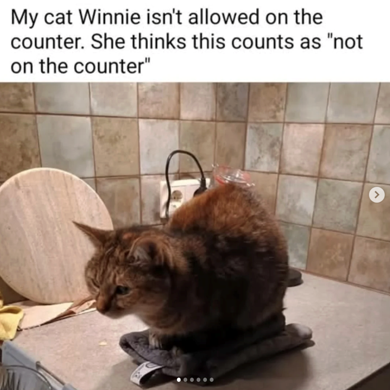 My cat Winnie isn't allowed on the counter. She thinks this counts as "not on the counter" >