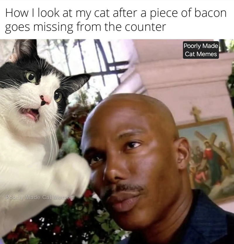 How I look at my cat after a piece of bacon goes missing from the counter Poorly Made Cat Memes Poorly Made Cat Memes
