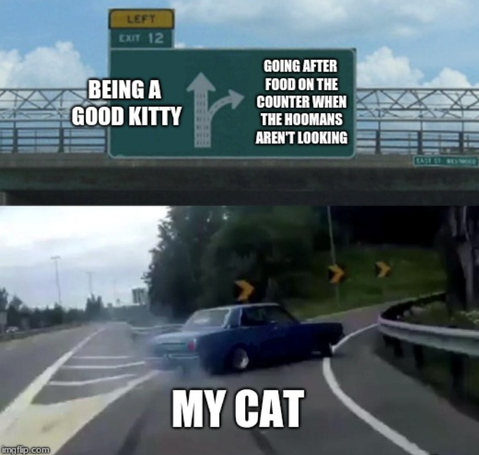LEFT EXIT 12 BEING A GOOD KITTY GOING AFTER FOOD ON THE COUNTER WHEN THE HOOMANS AREN'T LOOKING imgflip.com MY CAT EASE ST. WELTWEE