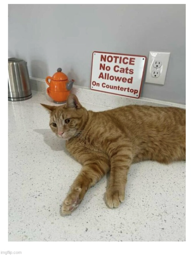 imgflip.com NOTICE No Cats Allowed On Countertop